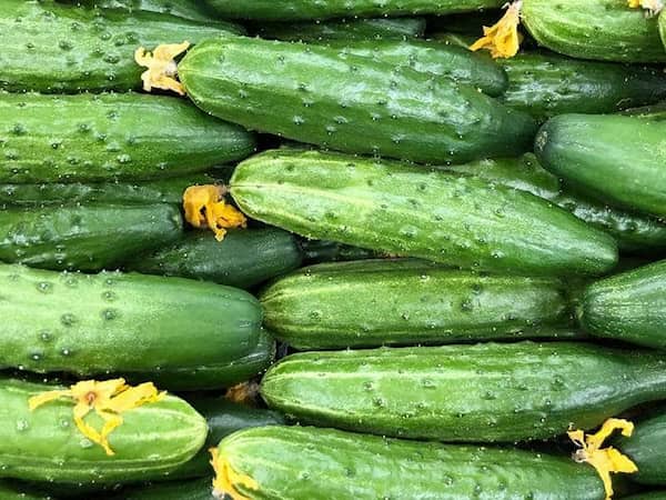 فروش خیار سبز محلی + قیمت خرید به صرفه